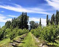The Orchard