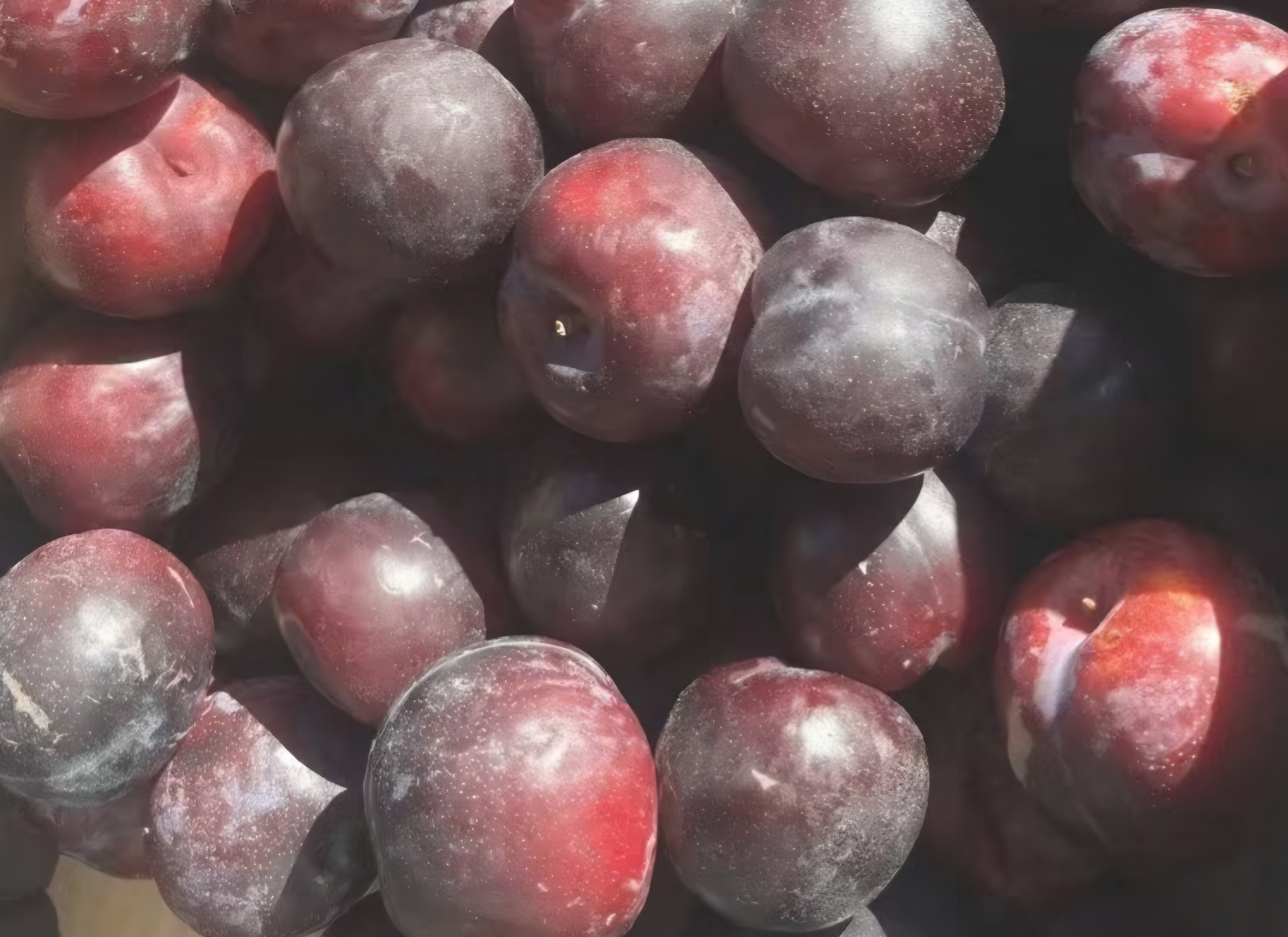 New Zealand Plums