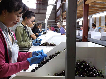 Central Otago Fruit Packhouse