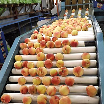 Central Otago Fruit Packhouse